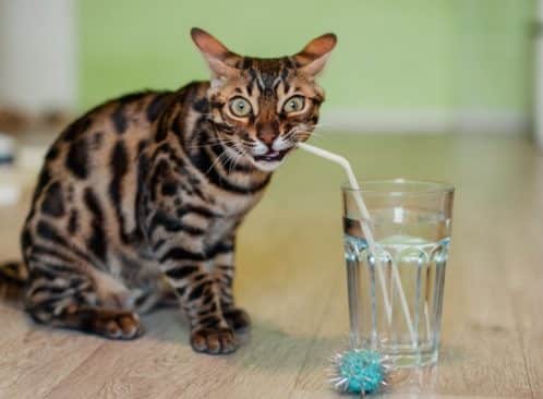 gato tomando agua de un vaso con un sorbete