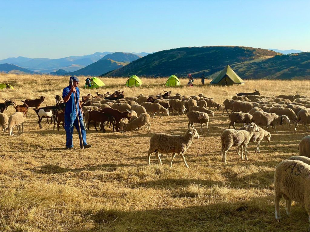 Ovejas y pastor en paisaje de León