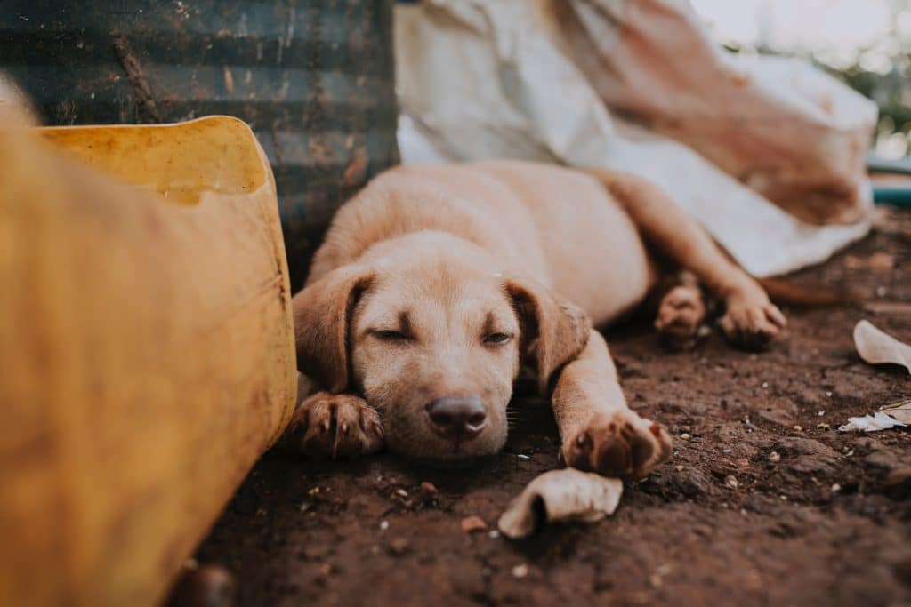 Cachorro marrón claro durmiendo sobre piso de tierra