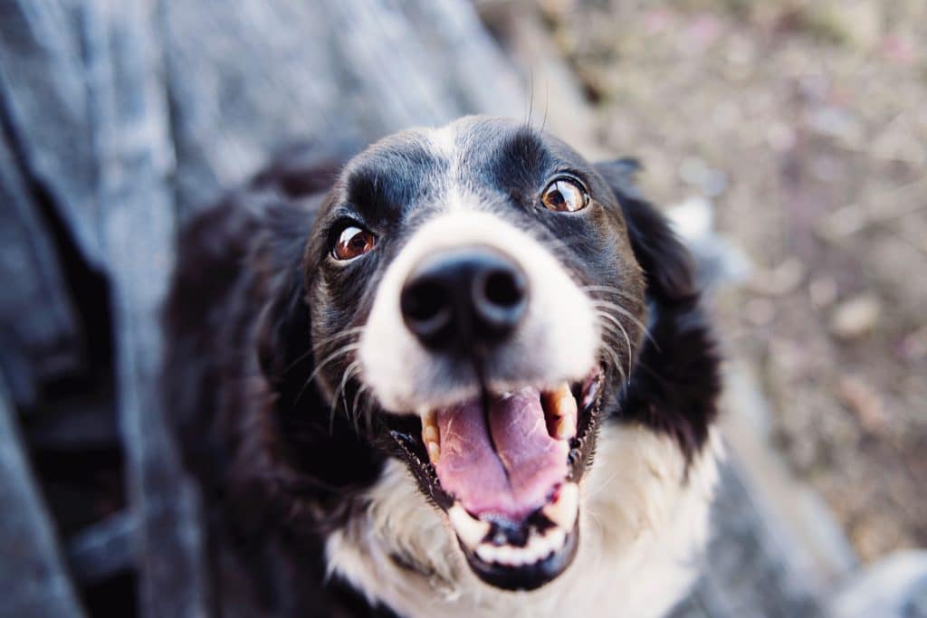 Perro blanco y negro con boca abierta sonriendo